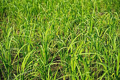 《Kitty Cat Combat》Steam页面上线 治愈系战旗RPG